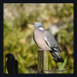 Wood Pigeon  Photo Print<br><div class="desc">Wood pigeon sat on a fence post with his shadow showing 
Avenham and Miller park,  Preston
UK</div>