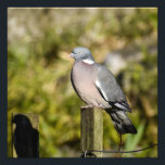 Wood Pigeon  Photo Print<br><div class="desc">Wood pigeon sat on a fence post with his shadow showing 
Avenham and Miller park,  Preston
UK</div>