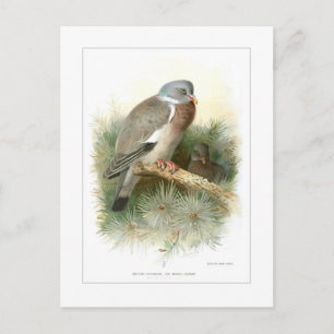 Wood-Pigeon Postcard