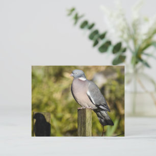 Wood Pigeon  Postcard