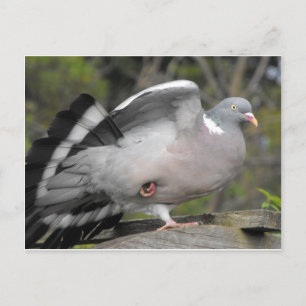 Wood Pigeon Postcard
