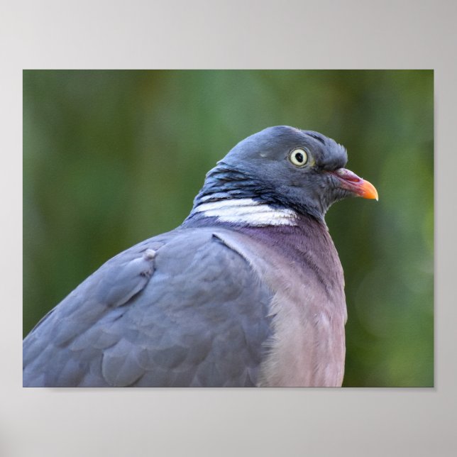 Wood Pigeon  Poster (Front)