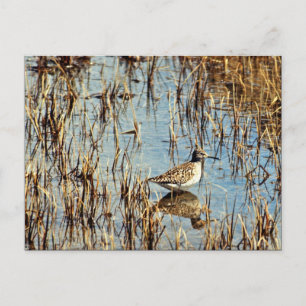 Wood Sandpiper, Amchitka Is, 1973 Postcard