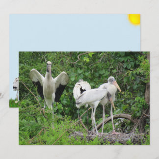 Wood Stork Family Flat Card