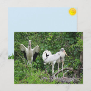 Wood Stork Family Postcard