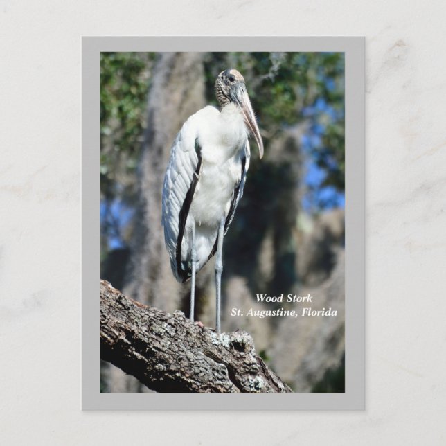 Wood Stork in the wild Holiday Postcard (Front)