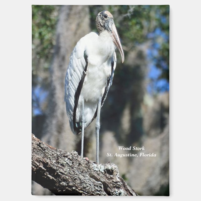 Wood Stork in the wild Magnet (Front)