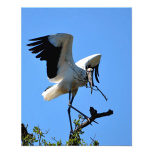 Wood Stork in the wild Photo Print