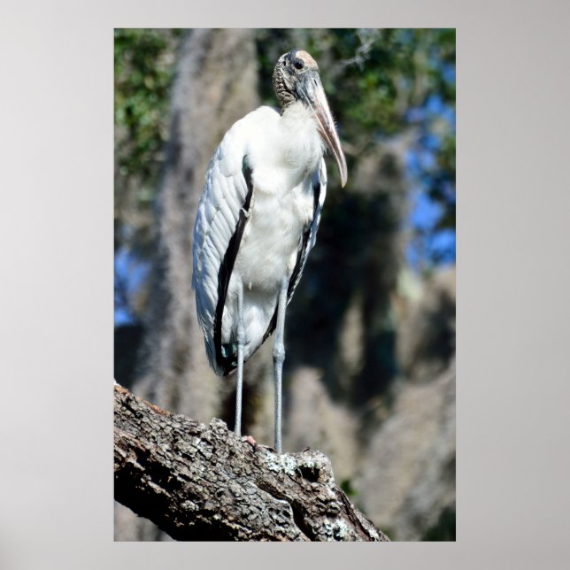 Wood Stork in The Wild Poster (Front)