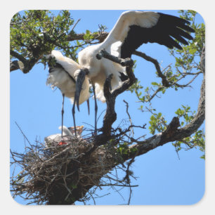 Wood Stork nesting Square Sticker