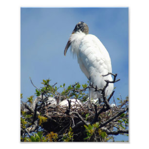 Wood Stork On Nest Photography Print