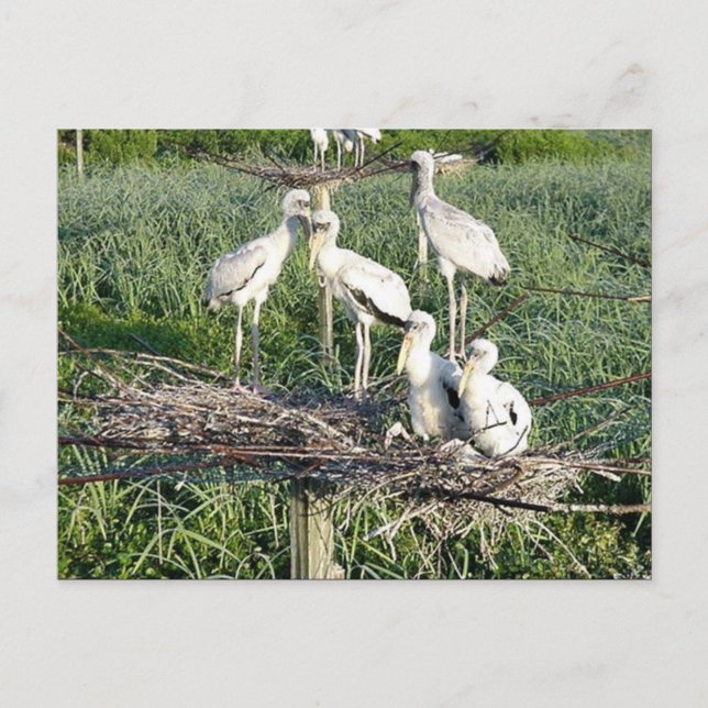 Wood storks on nest postcard (Front)
