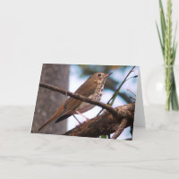 Wood Thrush Greeting Card