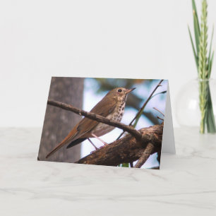 Wood Thrush Greeting Card