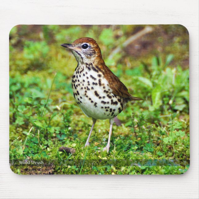 Wood Thrush Mousepad (Front)