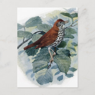 Wood Thrush on a Twig Postcard