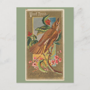 Wood Thrush Postcard