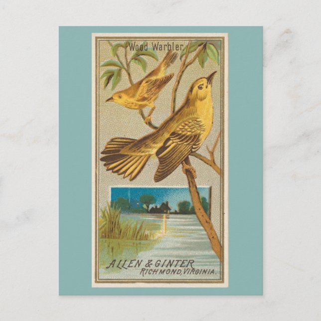 Wood Warbler Postcard (Front)