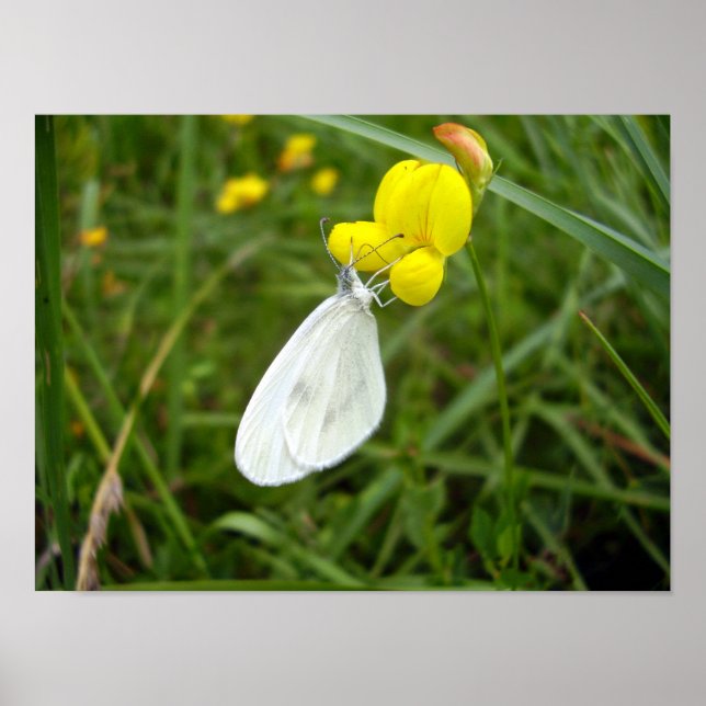 Wood White Butterfly Poster (Front)