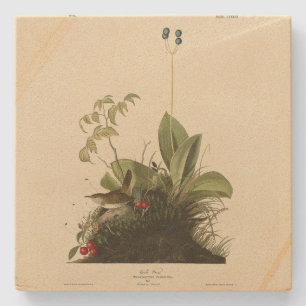 Wood Wren (House Wren), Audubon's Birds of America Stone Coaster