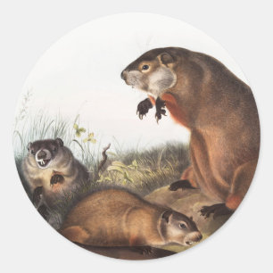 Woodchuck (Arctomys monax) Illustration Classic Round Sticker