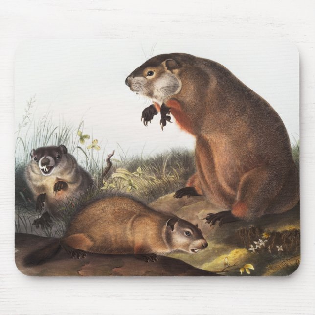 Woodchuck (Arctomys monax) Illustration Mouse Pad (Front)