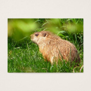 Woodchuck ~ ATC