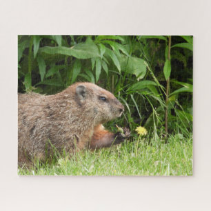 Woodchuck (groundhog) with a flower jigsaw puzzle