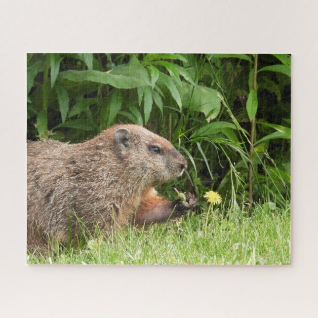 Woodchuck (groundhog) with a flower jigsaw puzzle (Horizontal)