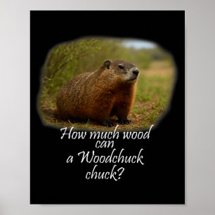 Woodchuck! How Much Can A Woodchuck Chuck_ Poster