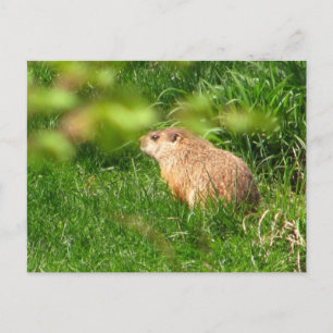 Woodchuck ~ postcard
