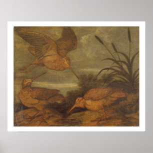 Woodcock at Dusk, c.1676 (oil on canvas) Poster