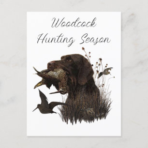 Woodcock Hunting with German Wirehaired Pointer    Postcard
