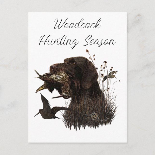 Woodcock Hunting with German Wirehaired Pointer    Postcard (Front)