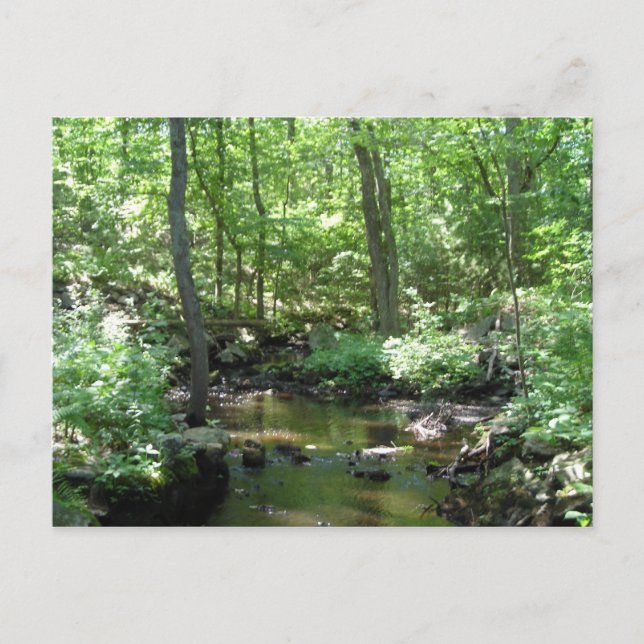 Wooded Creek Postcard (Front)