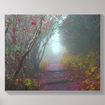 Wooded Path on Waterrock Knob
