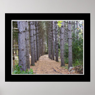 Wooded Path Poster