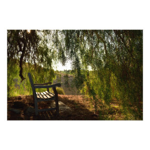 Wooden Bench [24x20] Photo Print