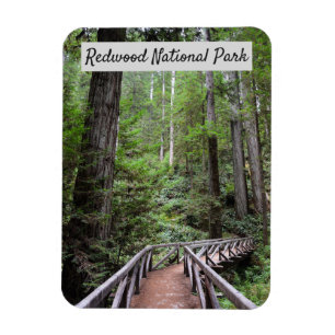 Wooden Bridge and Sequoias   Redwood National Park Magnet