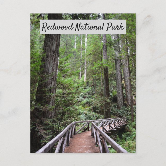 Wooden Bridge and Sequoias | Redwood National Park Postcard (Front)