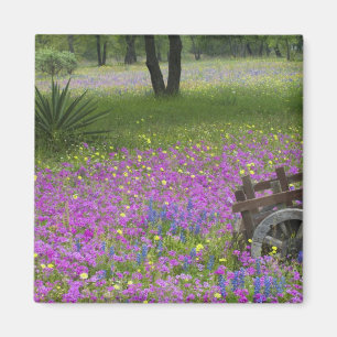Wooden Cart in field of Phlox, Blue Bonnets Magnet