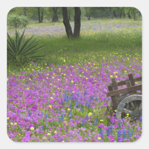 Wooden Cart in field of Phlox, Blue Bonnets Square Sticker