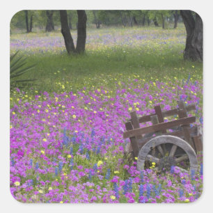 Wooden Cart in field of Phlox, Blue Bonnets with Square Sticker
