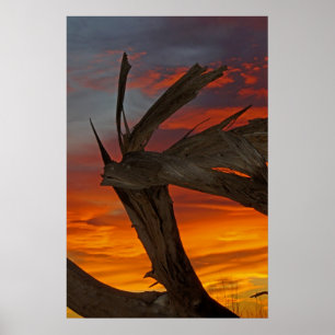 Wooden Dragon Poster