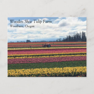 Wooden Shoe Tulip Farm, Woodburn, Oregon Postcard