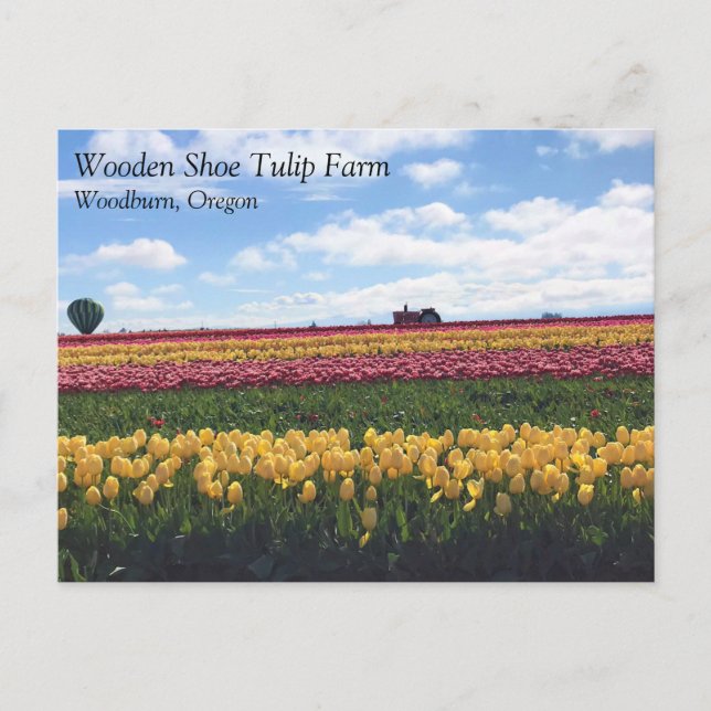 Wooden Shoe Tulip Farm, Woodburn, Oregon Postcard (Front)