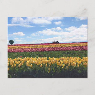 Wooden Shoe Tulip Farm, Woodburn, Oregon Postcard