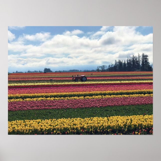 Wooden Shoe Tulip Farm, Woodburn, Oregon Poster (Front)