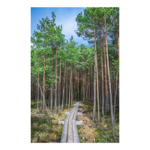 Wooden trail in pine forest photo print