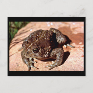 Woodhouse Toad Postcard